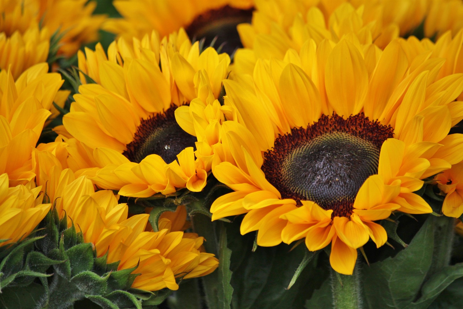 Téléchargez le fond d'écran tournesols, floraison, printemps, arrière plan floral, fleurs jaunes