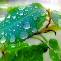 Raindrops on Lush Green Leaves