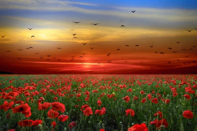 Champ de coquelicots vibrant au coucher du soleil avec des oiseaux dans le ciel