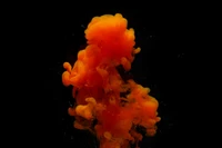 color, black, orange, marine invertebrates, poster wallpaper