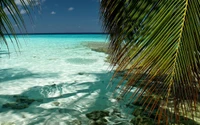 Serene Tropical Shoreline with Palm Trees and Crystal Clear Waters