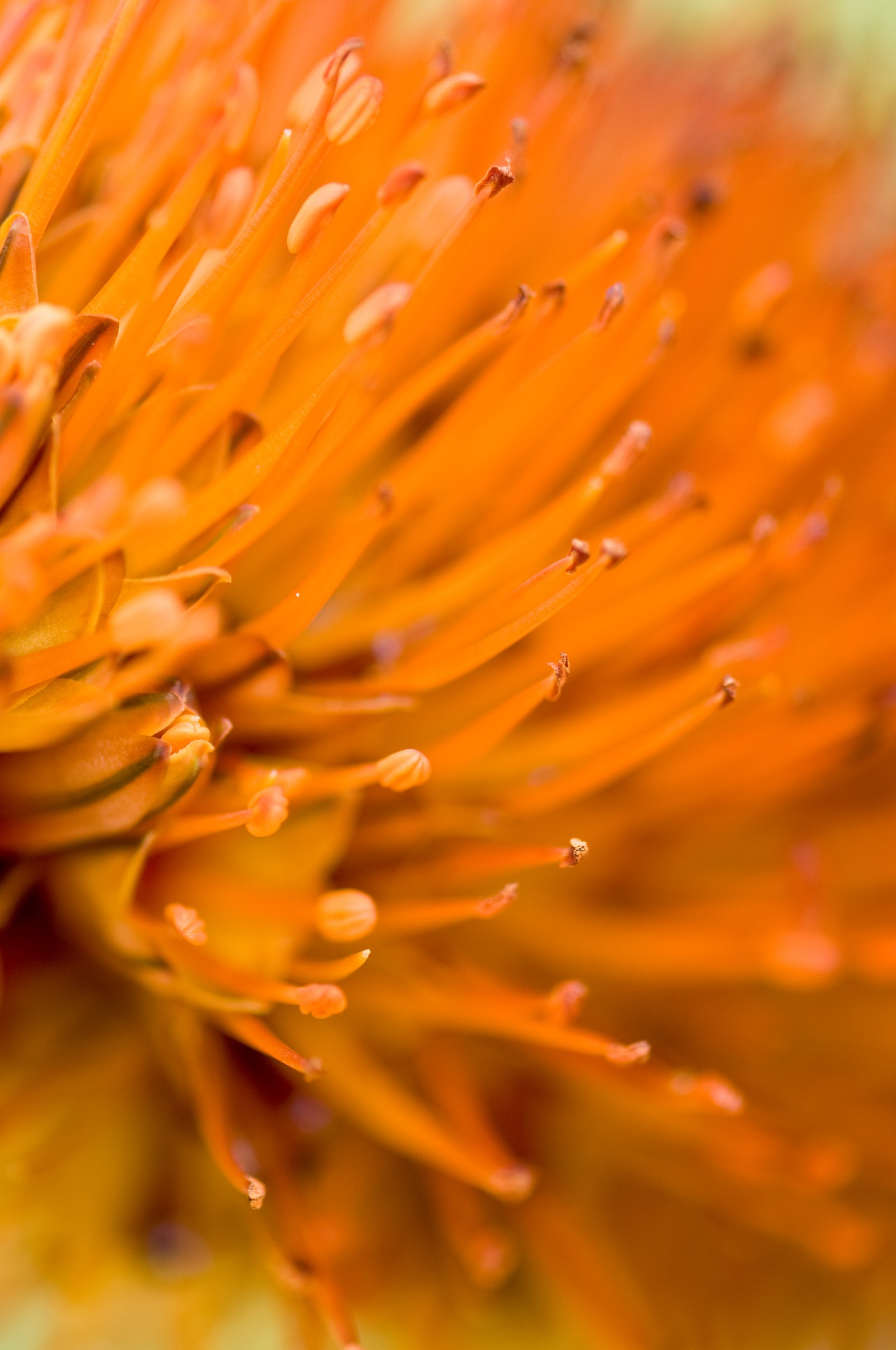 Um close de uma flor com muitos pequenos insetos nela (flor, pétala, laranja, planta, pólen)