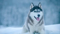 Husky siberiano sentado de forma brincalhona em uma paisagem nevada