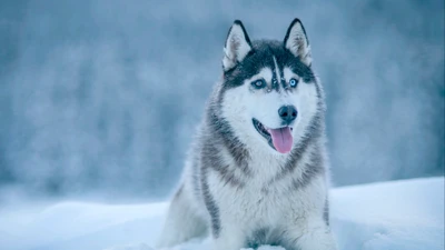 Husky siberiano sentado de forma brincalhona em uma paisagem nevada