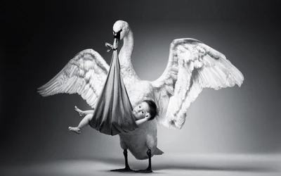 Monochrome Elegance: A Swan Carrying a Child