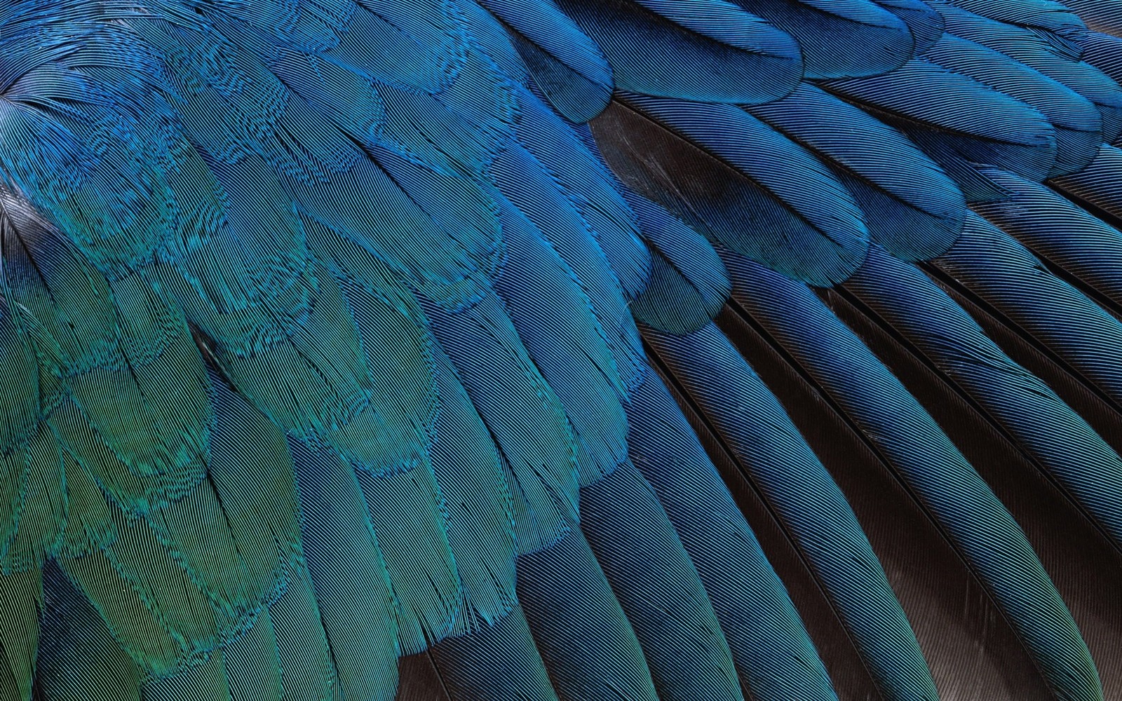 Un primer plano de un pájaro azul y verde con plumas (azul, turquesa, patrón, ligero, textura)