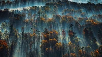 Misty Morning Light Over a Colorful Forest Canopy