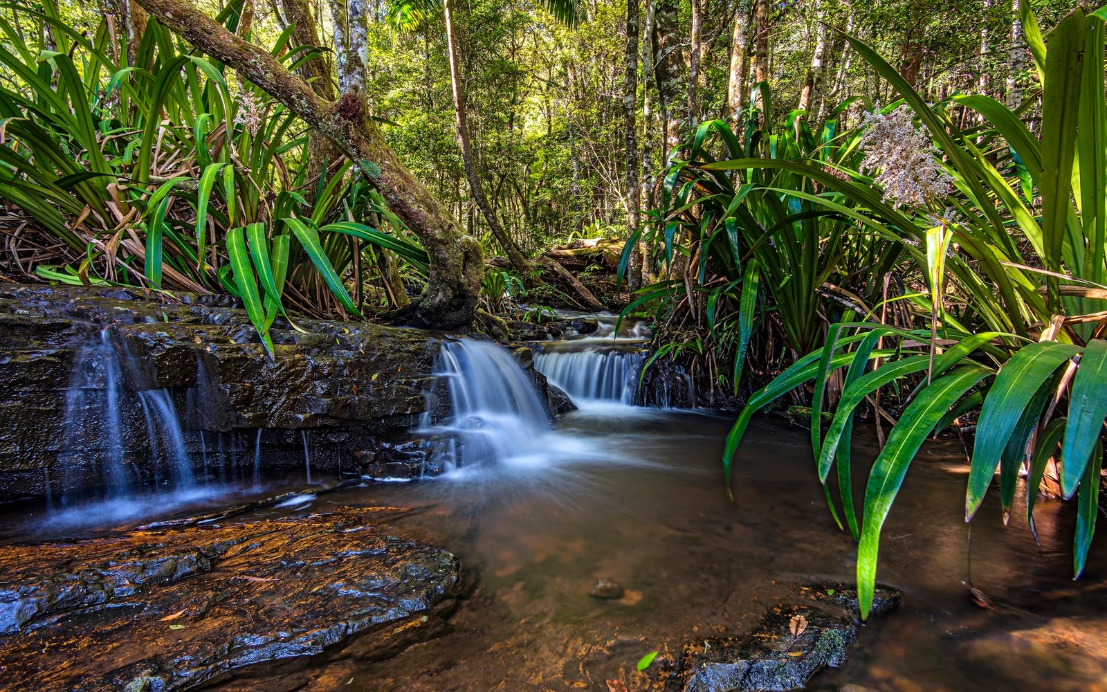 Uma pequena cachoeira no meio de uma floresta com muitas árvores (gold coast, natureza, cachoeira, corpo de água, recursos hídricos)