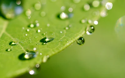 rocío, humedad, verde, agua, gota