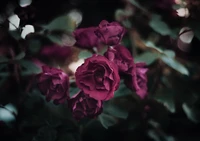 Vibrant Purple Roses in Bloom