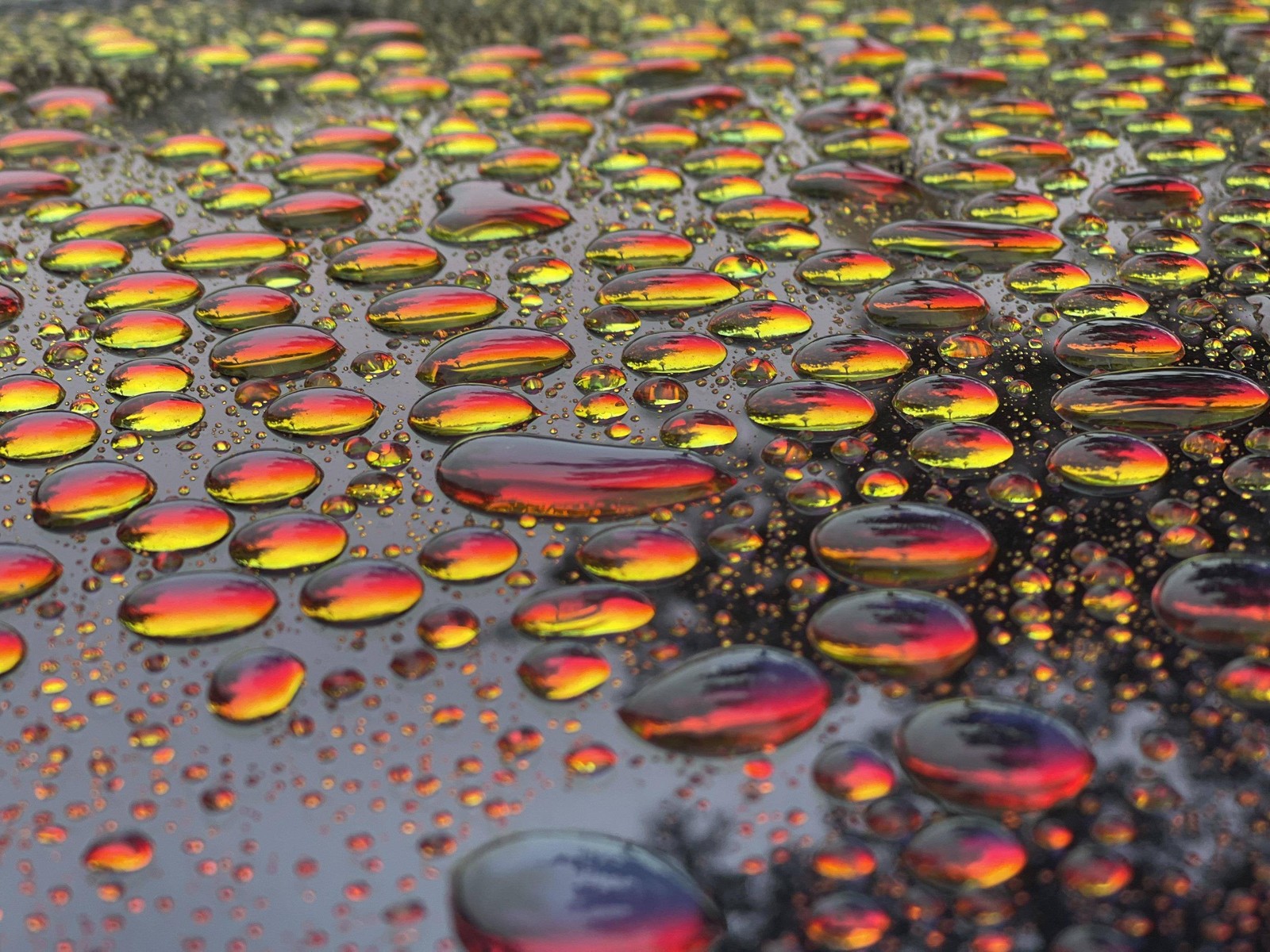 A close up of a bunch of water droplets on a surface (water, flower, plant, leaf, orange)