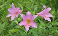 flor silvestre, lírio, planta com flores, jardim, planta