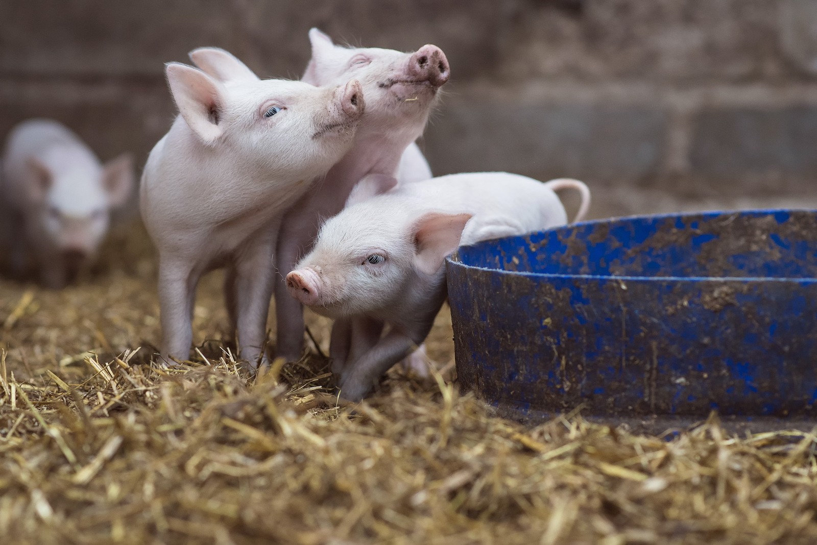 Es gibt drei kleine schweine, die neben einer blauen schüssel stehen (vieh, schnauze, schwein, gato, tier)