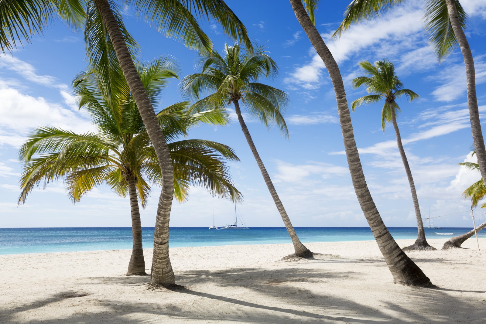 Des palmiers bordent la plage devant un océan bleu (plage, tropiques, palmier, caribéen, vacances)