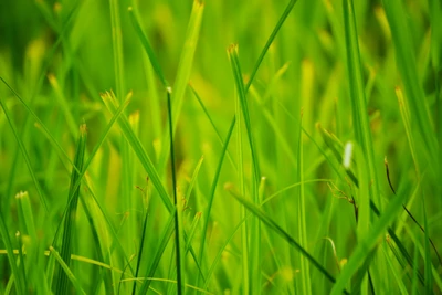 Hierba verde vibrante en un prado iluminado por el sol