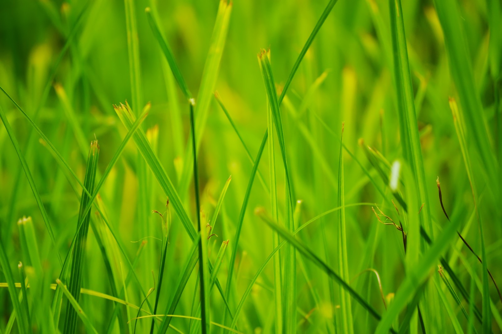 A close up of a green grass field with a small white flower (lawn, green, vegetation, grass family, crop)