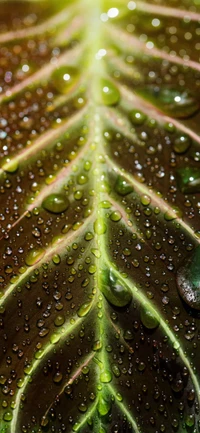 Hoja empapada de agua iluminada por la luz