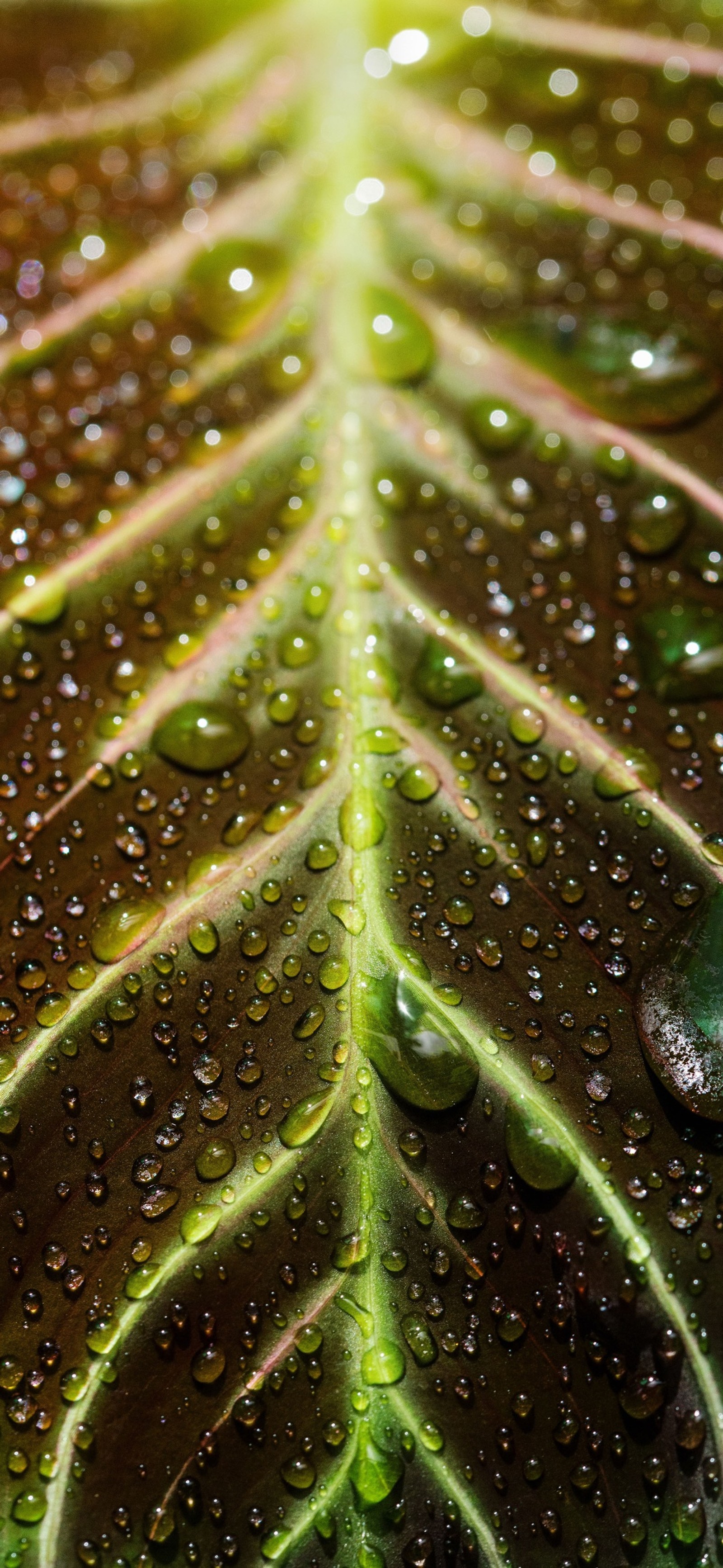 Nahaufnahme eines blattes mit wassertropfen darauf (blatt, pflanze, wasser, licht, grün)