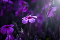 flor, roxo, violeta, pétala, planta