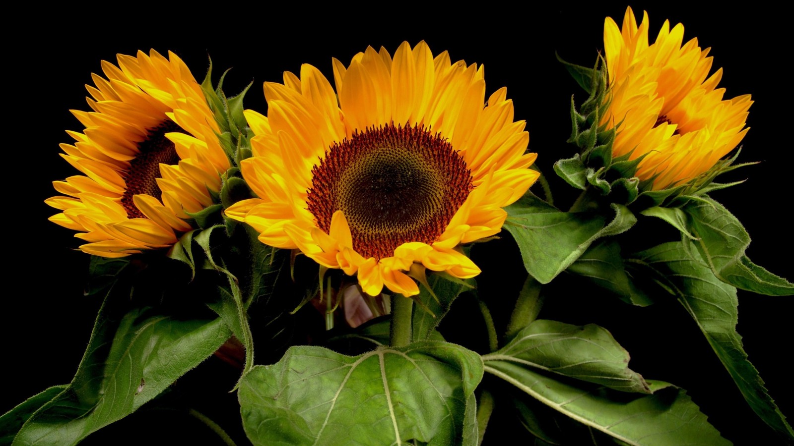 Trois tournesols dans un vase sur une table (plante à fleurs, plante, pétale, graines de tournesol, plante annuelle)