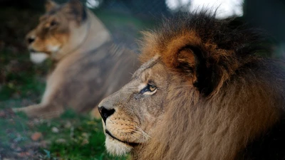 Majestic Masai Lion in Profile with Lioness Behind