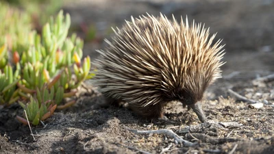 Echidna forrajeando en el terreno accidentado de la Isla Canguro.