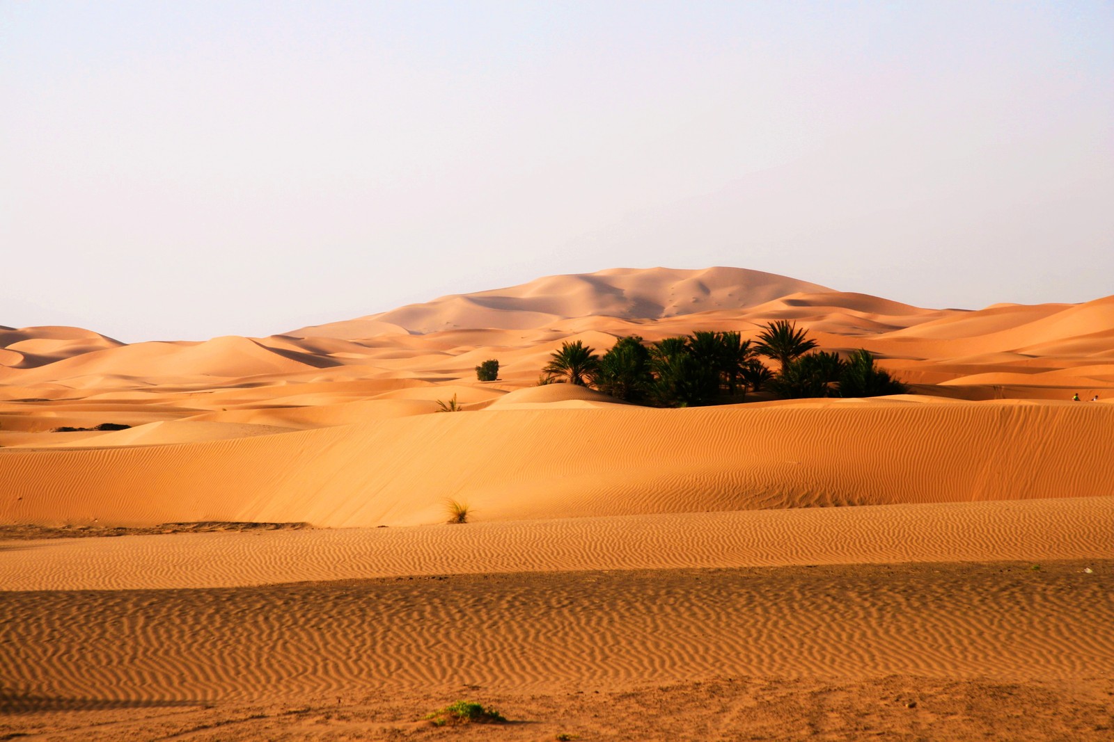 Girafas arafed no deserto com algumas árvores no meio (erg, deserto, areia cantante, areia, saara)