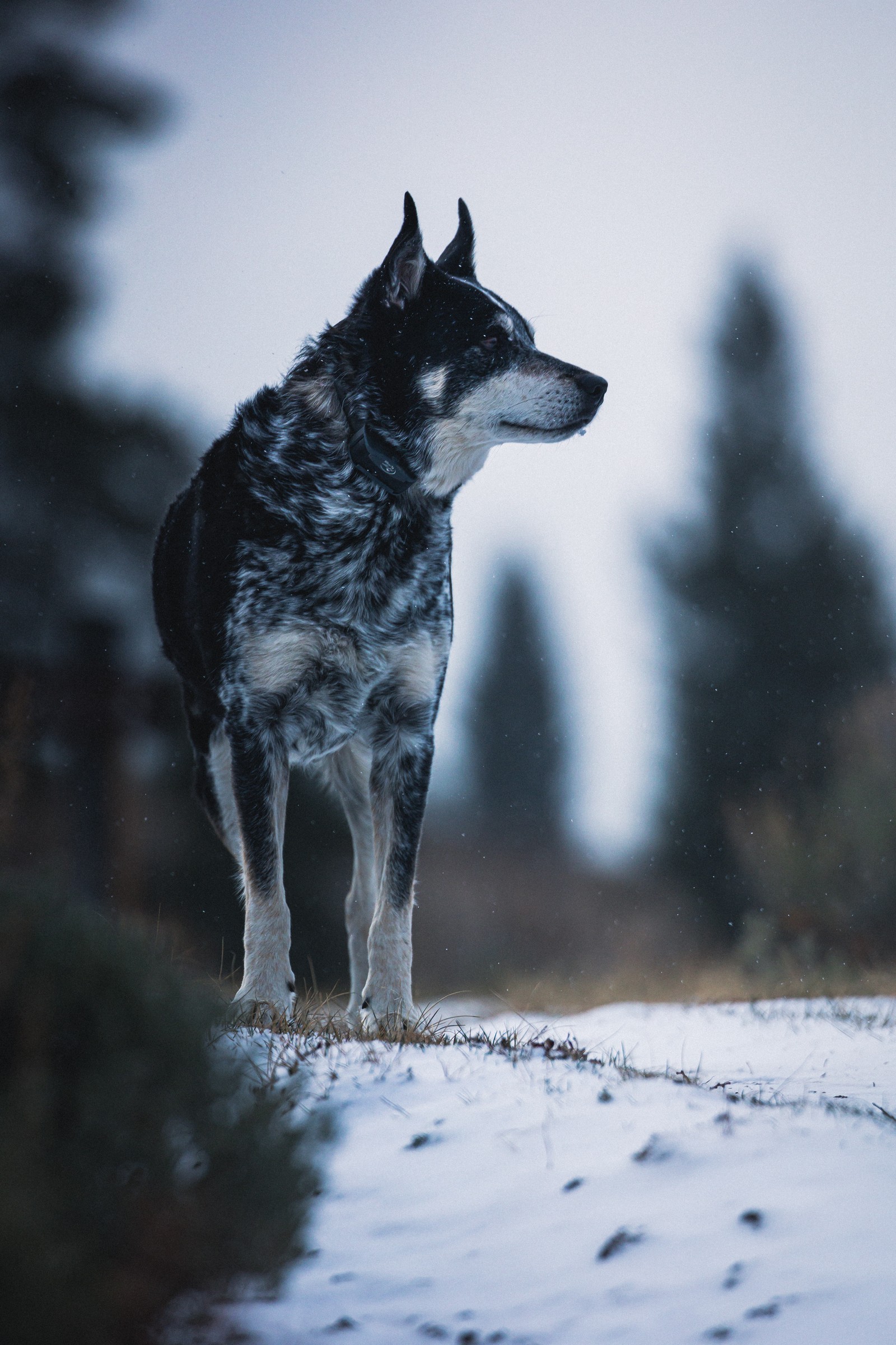 There is a dog that is standing in the snow (dog, canidae, dog breed, norwegian elkhound, tamaskan dog)