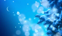 blue, fir, pine family, marine biology, close up wallpaper