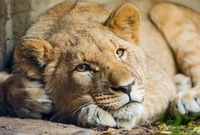 afrikanischer löwe, würfel, großkatze, young lion, zoo