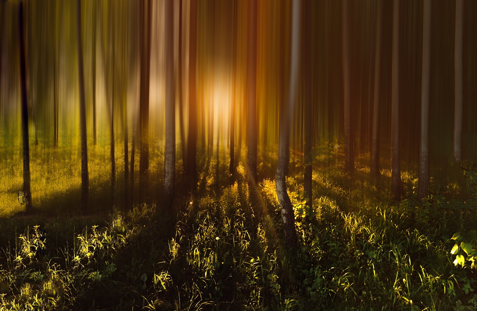 Un gros plan d'une forêt avec le soleil brillant à travers les arbres (arbres de la forêt, ensoleillement, lever de soleil, bois, ombre)