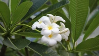 frangipani, planta, jazmín, flora