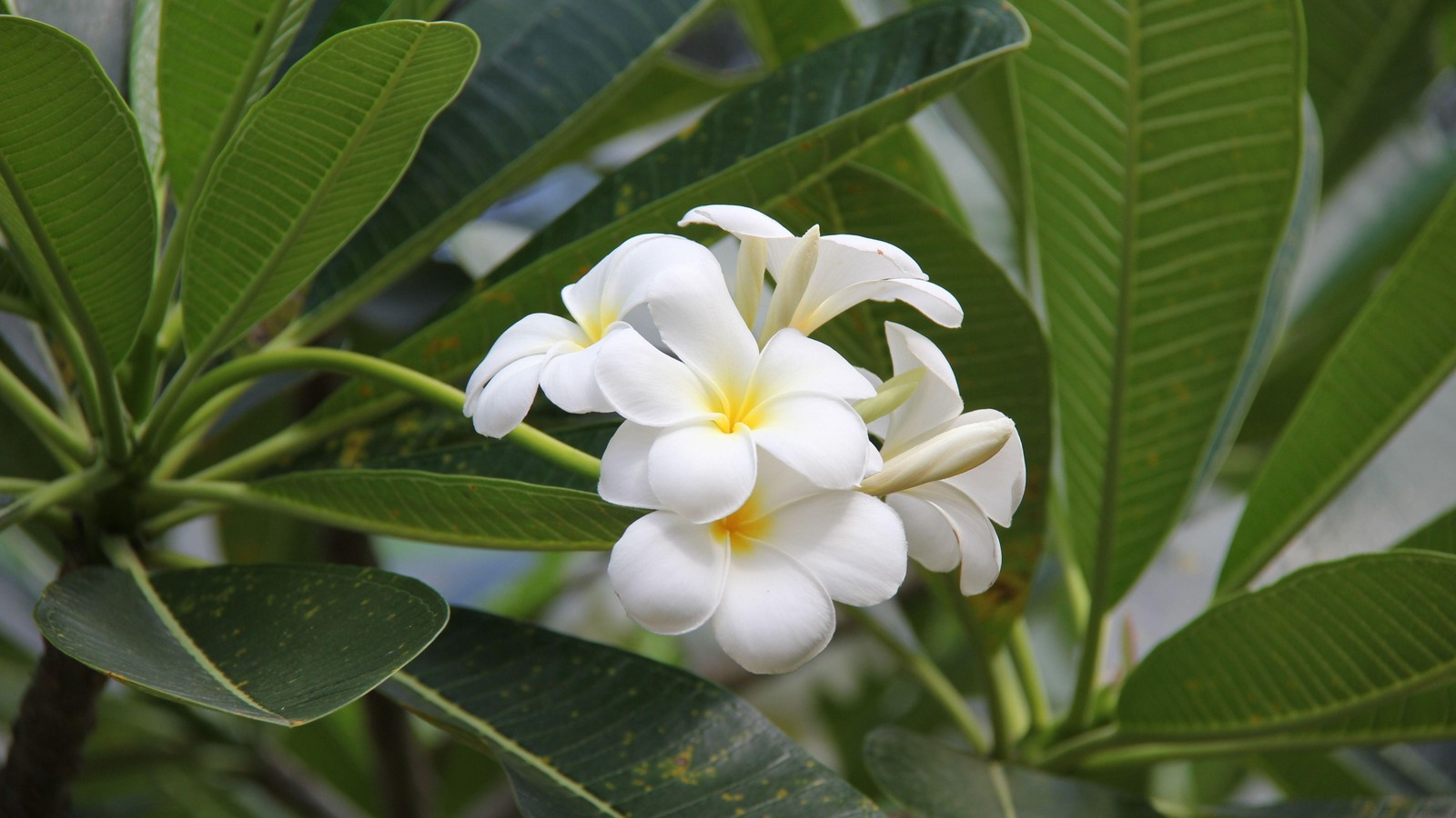 Il y a une fleur blanche avec un centre jaune sur un arbre (frangipanier, plante, jasmin, flore)