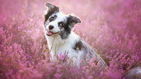 Happy Australian Shepherd in a field of pink flowers.