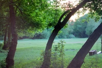 nature, pelouse, arbre, vert, herbe