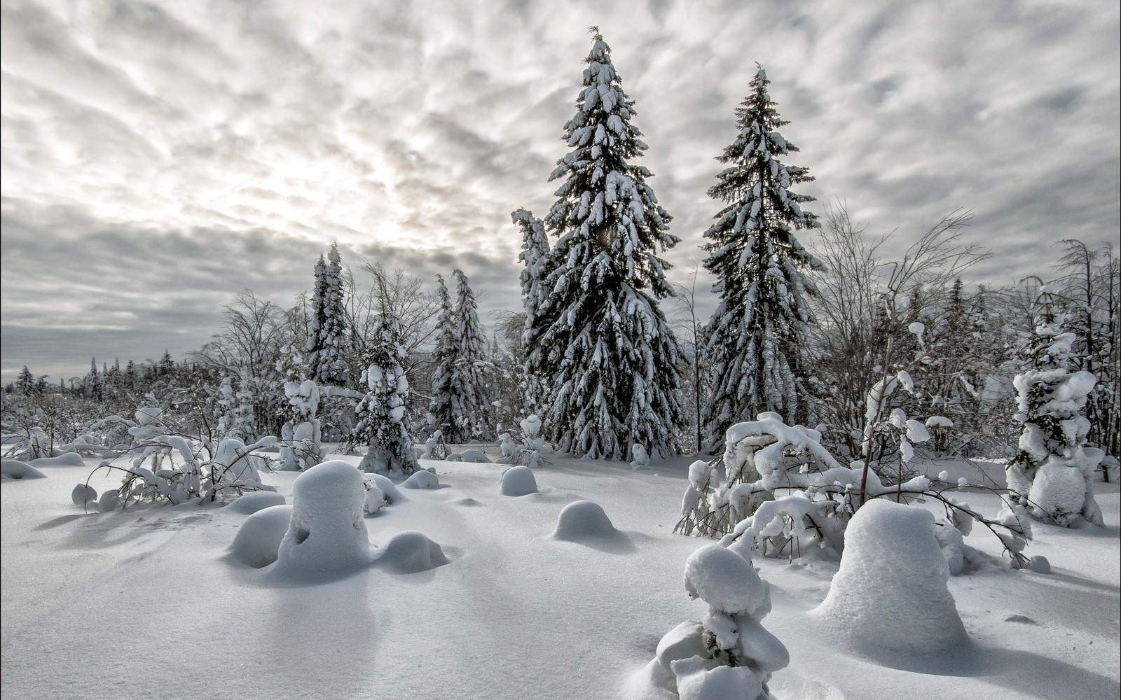 Árvores cobertas de neve e solo coberto de neve com um céu nublado ao fundo (inverno, neve, natureza, árvore, congelamento)