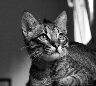 bw, cat, kitten