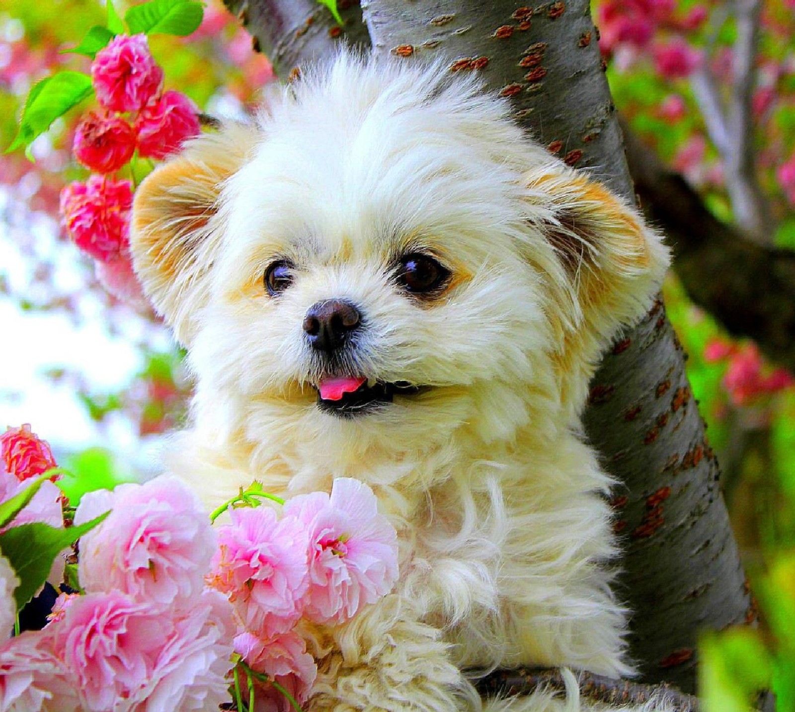 Há um pequeno cachorro branco sentado em uma árvore com flores (cachorro)