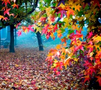 herbstfarben, bunt, natur