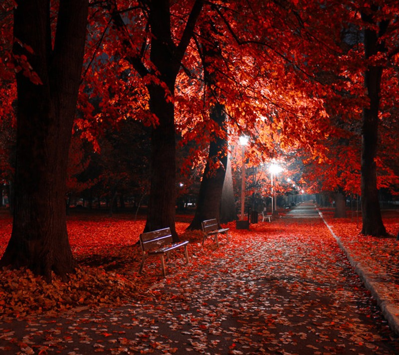 Árvores com folhas vermelhas em um parque à noite (outono, lâmpadas, noite, vermelho)