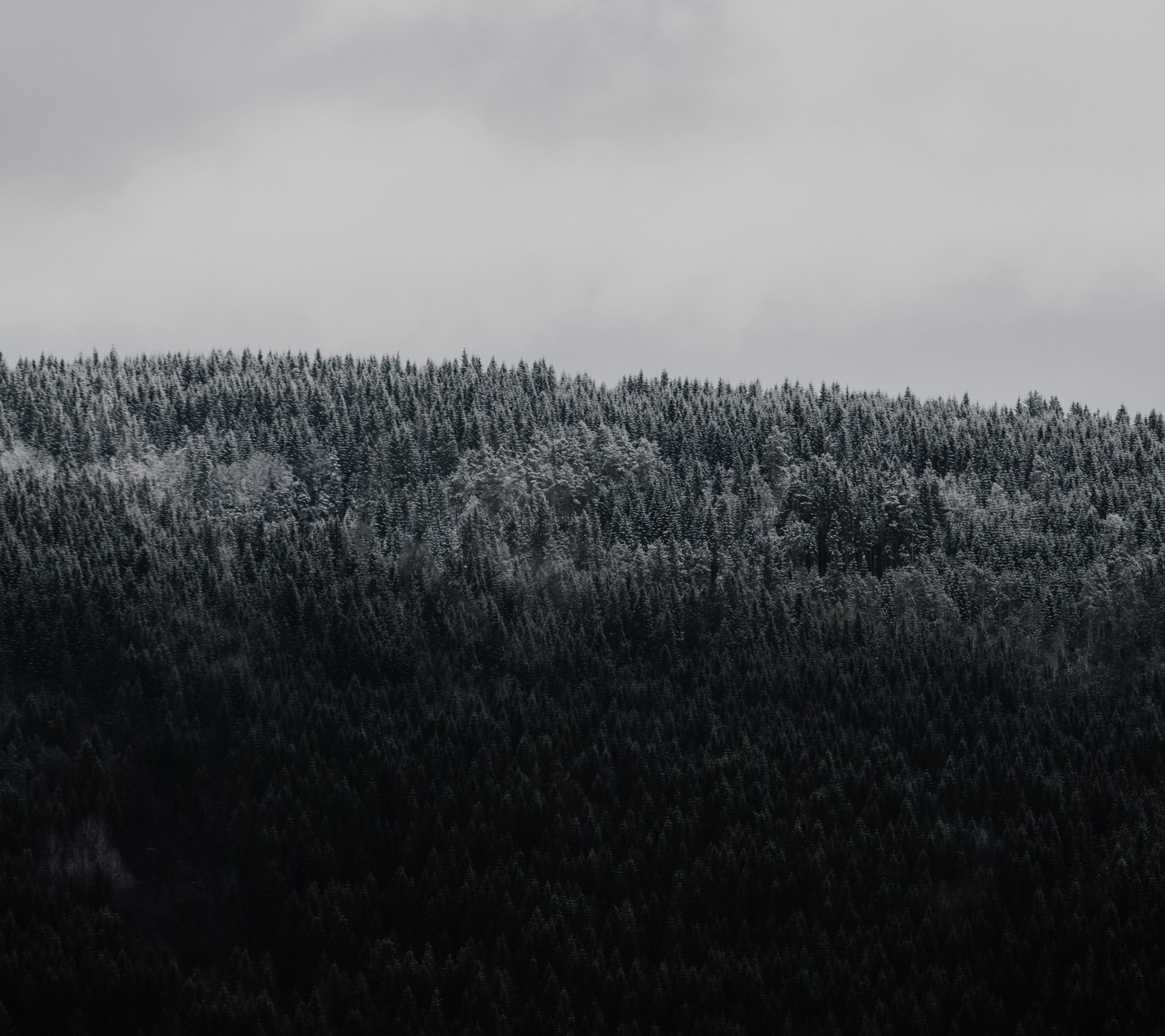 Des girafes au milieu d'une forêt sous un ciel nuageux. (paysage, nature, norvège, neige, épicéa)