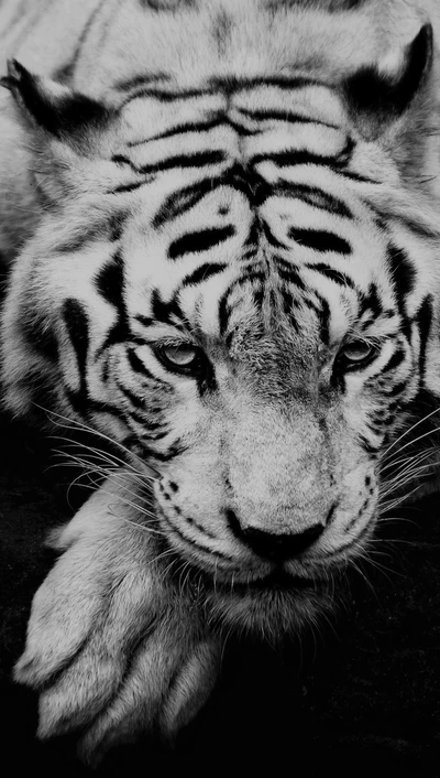 dark, tiger