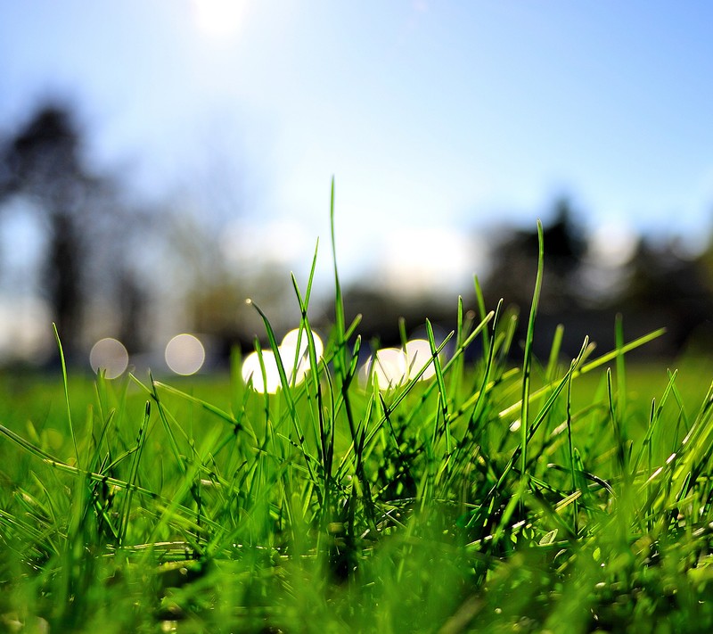 Un gros plan d'un champ d'herbe avec une balle de golf au loin (herbe, vert)