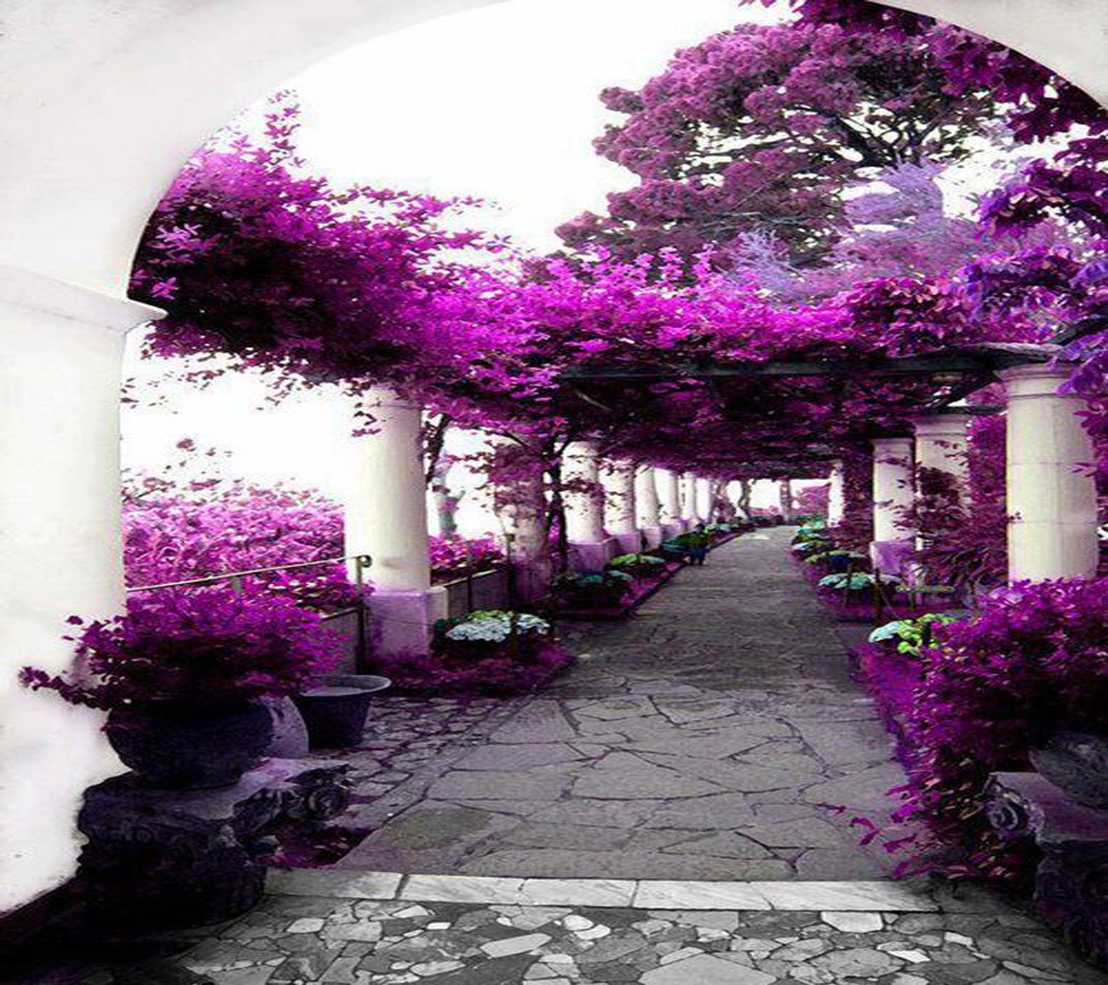 Purple flowers are growing on the pillars of a walkway (nice, wallpaper)