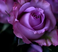 flower, nature, purple, rose wallpaper