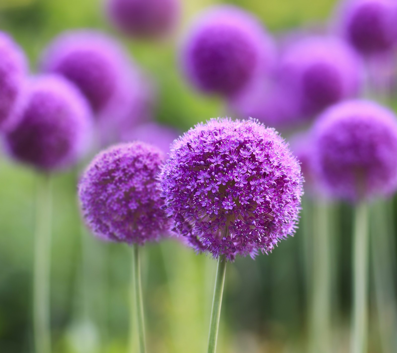 Flores roxas em um campo de grama verde com um fundo borrado (desfoque, flor, fragrância, roxo, minúsculo)