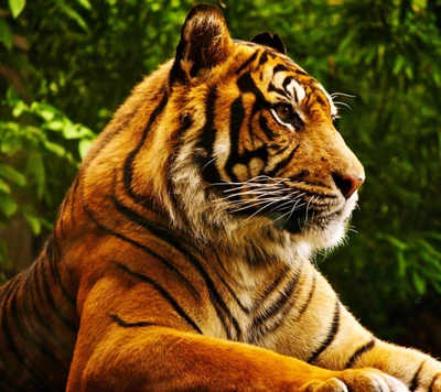 animals, nature, tiger