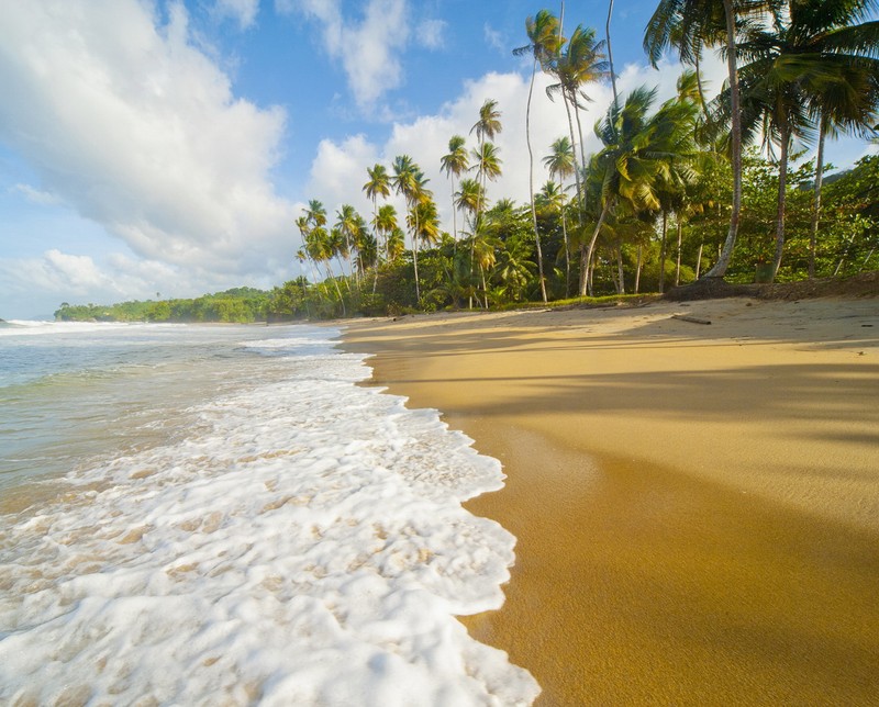 Воздушный вид пляжа с пальмами и голубым небом (blanchisseuse beach, тринидад, trinidad)