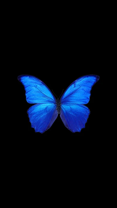 2017, schwarz, blau, schmetterling