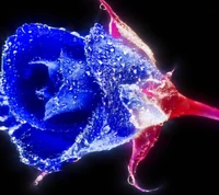 azul, flor, naturaleza, rosa